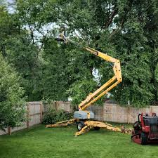 Trusted Tarkio, MO Tree Services Experts