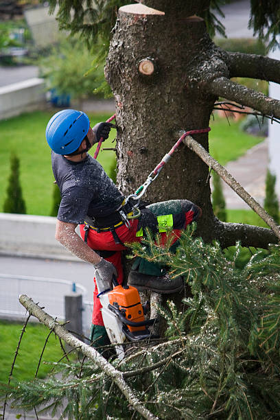 Lawn Watering Services in Tarkio, MO